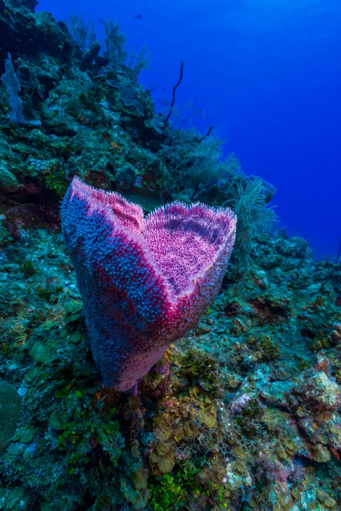 Une éponge sur le flanc d’une montagne à Grand Cayman, dans les îles Caïmans, le 17&nbsp;mai 2015.