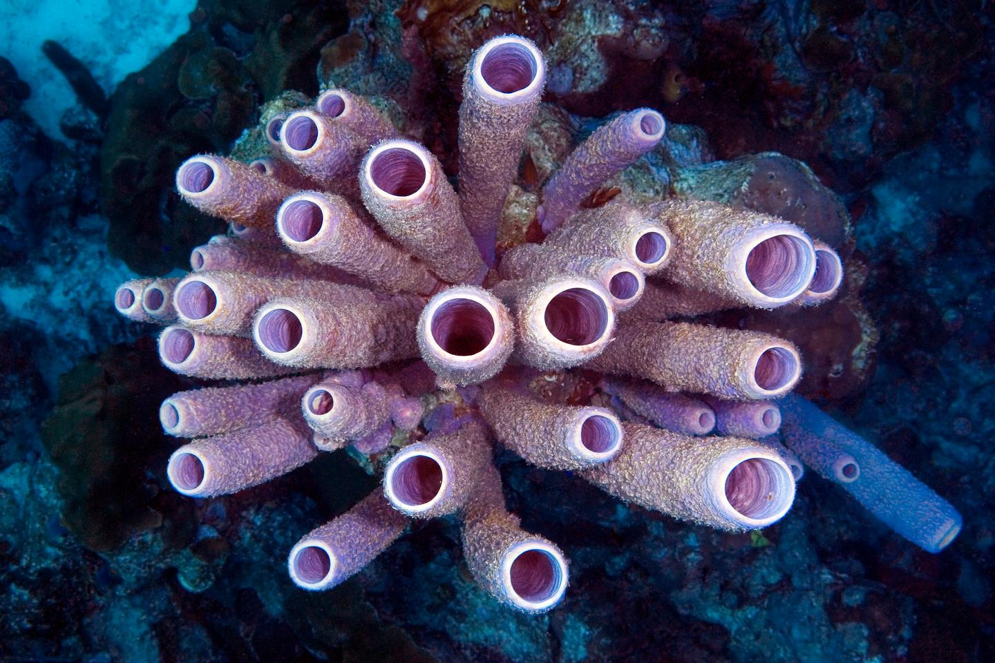 Eponges ou cténophores ? Duel au plus profond du vivant pour le titre de premier animal