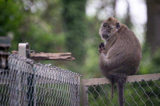 Un macaque cynomolgus avec son bébé au centre de primatologie de l’université de Strasbourg, également appelé Silabe (Simian Laboratory Europe), à Niederhausbergen (Bas-Rhin), le 6 mai 2024.