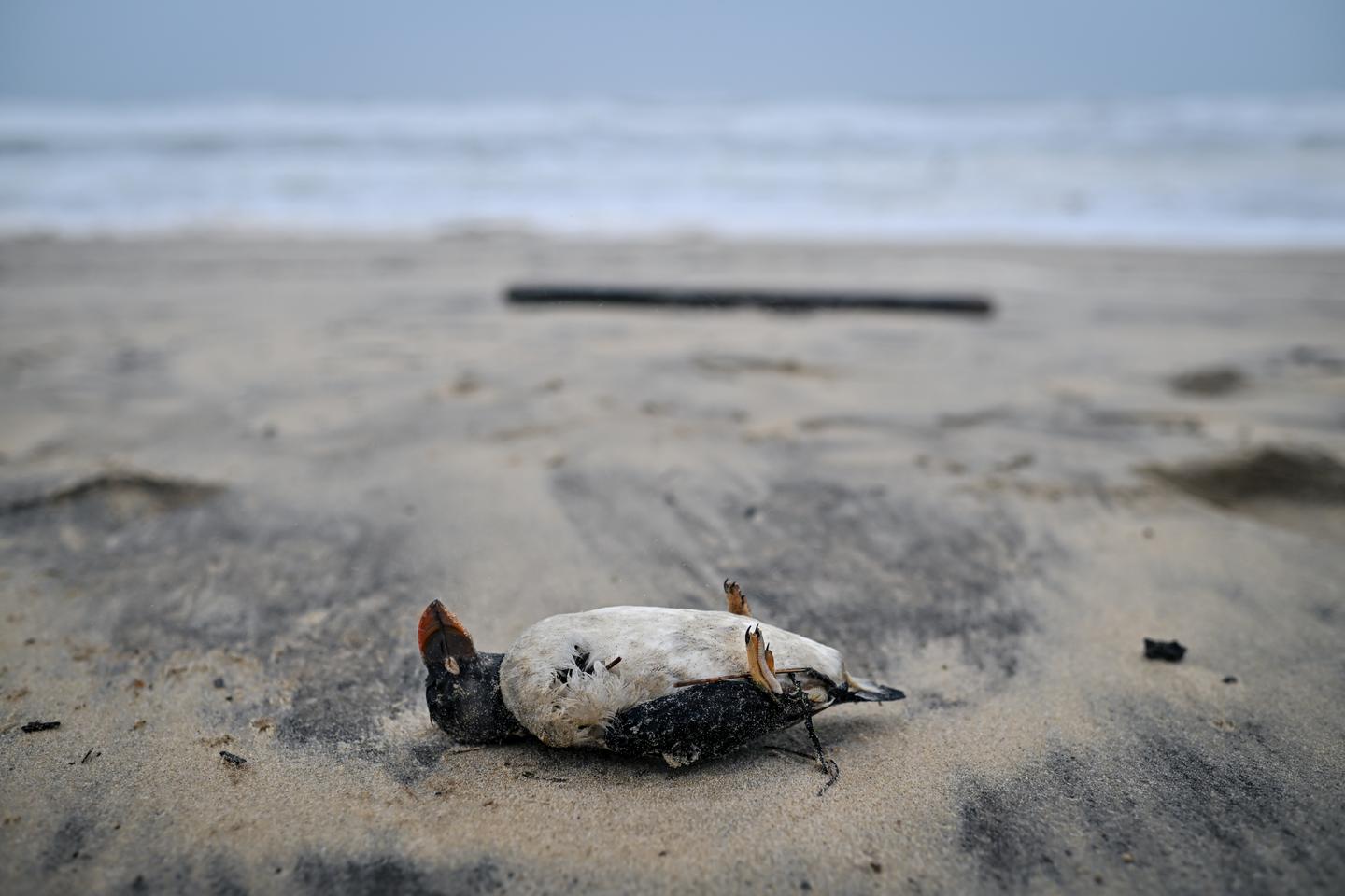Sur la côte atlantique, des milliers de macareux décimés par les tempêtes : « On n’avait pas vu une telle hécatombe depuis 2014 »