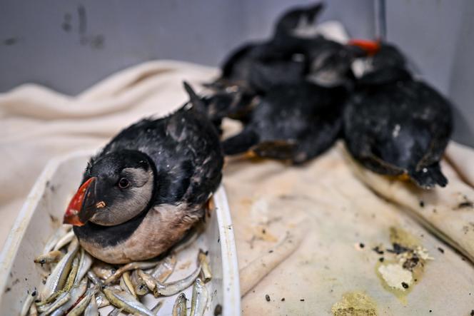 Des macareux échoués dans la nuit du 11 au 12 février 2026, sont pris en charge par l’association Paloume. Ils sont nourris et réchauffés dans les locaux du centre de soins pour la faune sauvage à Pouydesseaux (Landes), le 15 février 2026.