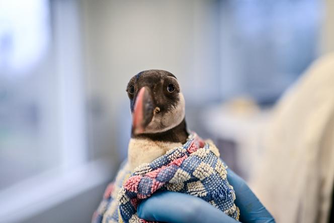 Un bénévole de l’association s’apprête à réhydrater un macareux apporté au centre Paloume après la nuit du 11 au 12 février, à Pouydesseaux (Landes), le 15 février 2026.