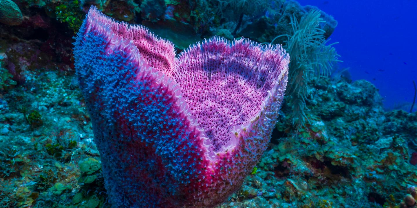 Science rétracte une étude majeure sur l'évolution des éponges, une sommité impliquée