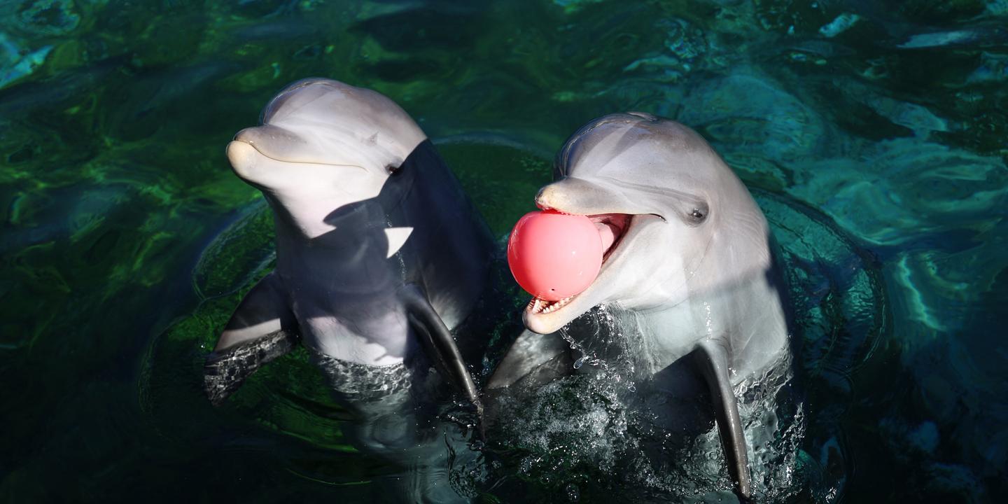 Marineland d'Antibes : une réunion cruciale pour l'avenir des dauphins captifs