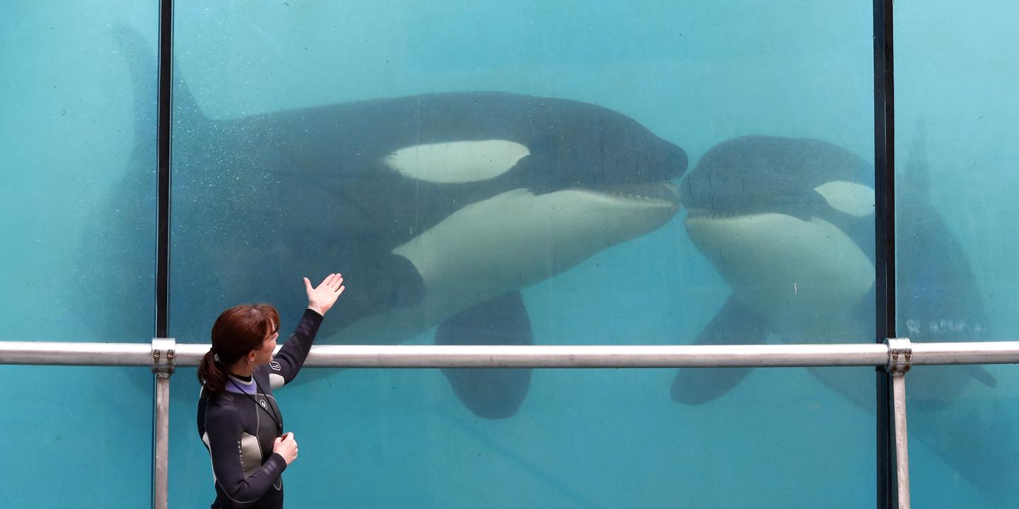 Marineland : un rapport alarmant sur les bassins dégradés menace les orques d'Antibes