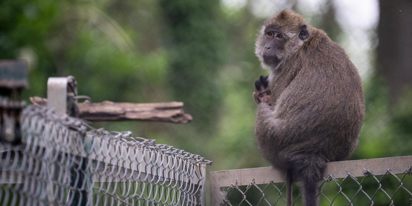 Le CNRS divisé sur l'élevage de primates pour la recherche scientifique