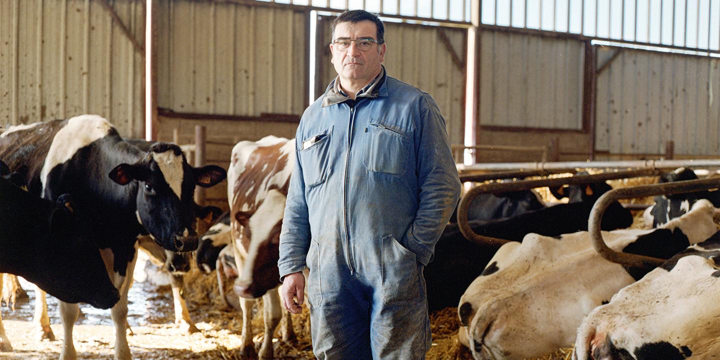 Crise bovine dans le Lot-et-Garonne : le silence mortuaire des étables après l'abattage