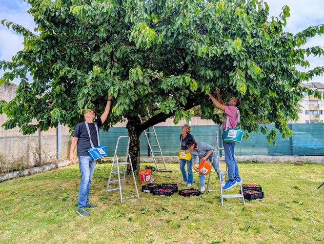 Les membres de l’association&nbsp;Aux arbres citoyens&nbsp;! lors d’une cueillette de cerises dans le jardin d’un particulier, à Périgny (Charente-Maritime), en juin 2025.