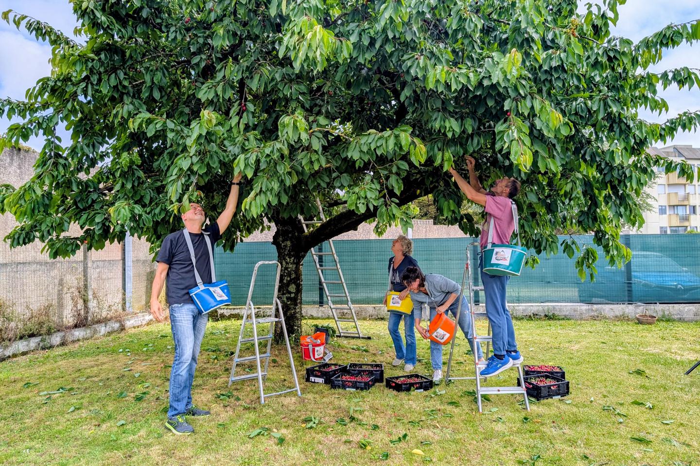 Avec Aux arbres citoyens !, la cueillette solidaire prend racine