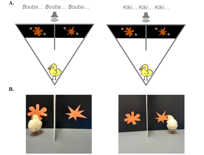 Description du dispositif expérimental au cours duquel des poussins nouveau-nés se dirigent spontanément vers la forme arrondie à l’écoute du son «&nbsp;bouba&nbsp;» et vers la forme pointue lorsque le haut-parleur diffuse le son «&nbsp;kiki&nbsp;».