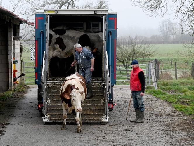 Un lot de vaches est livré à un agriculteur à Ecleux (Jura), afin de repeupler son élevage dont les vaches ont été abattues en octobre&nbsp;2025 en raison de la dermatose nodulaire contagieuse, le 20&nbsp;janvier&nbsp;2026.