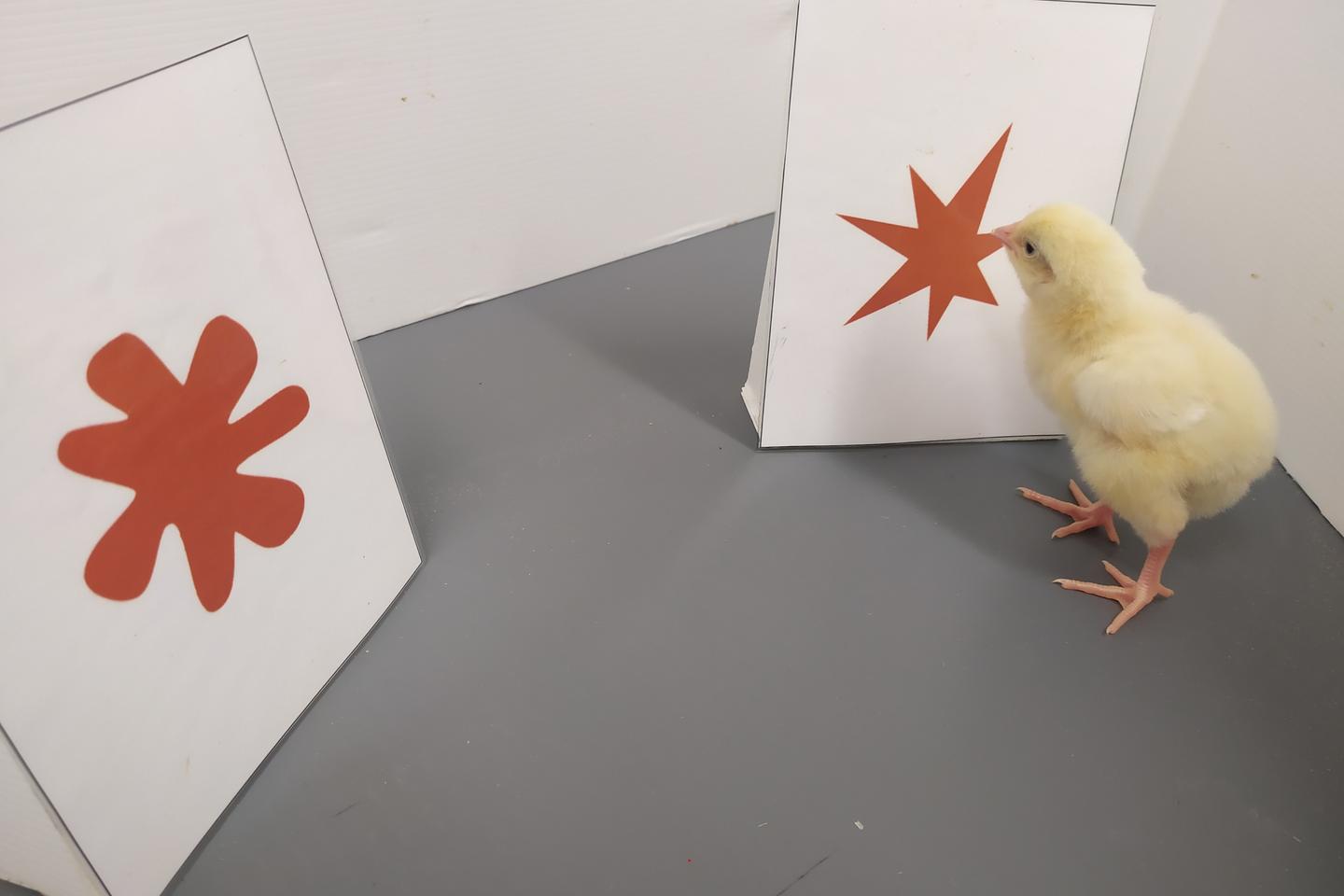 L’effet bouba-kiki, où comment nous associons spontanément des formes et des sons