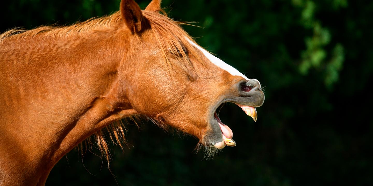 Le hennissement du cheval : un double mystère acoustique enfin élucidé