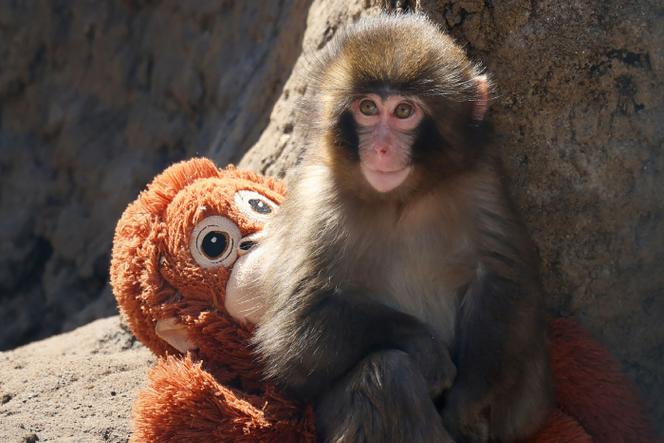 Le bébé macaque Punch et son orang-outan en peluche, au zoo d’Ichikawa (Japon), le 19&nbsp;février 2026.