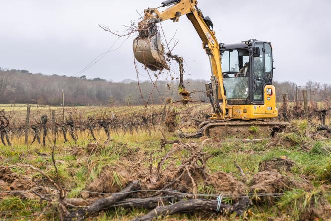 Des vignes arrachées près de Sauveterre-de-Guyenne (Gironde), le 28&nbsp;janvier&nbsp;2025.