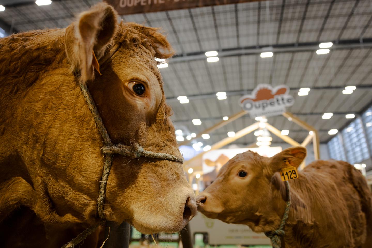 Le Salon de l’agriculture sous la tutelle des céréaliers et de la FNSEA Le Salon de l’agriculture sous la tutelle des céréaliers et de la FNSEA