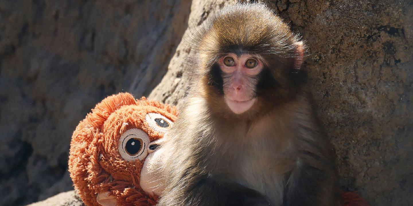 Le cas de Punch, le bébé macaque star des réseaux sociaux, illustre la cruauté des zoos, dénonce l’association PETA