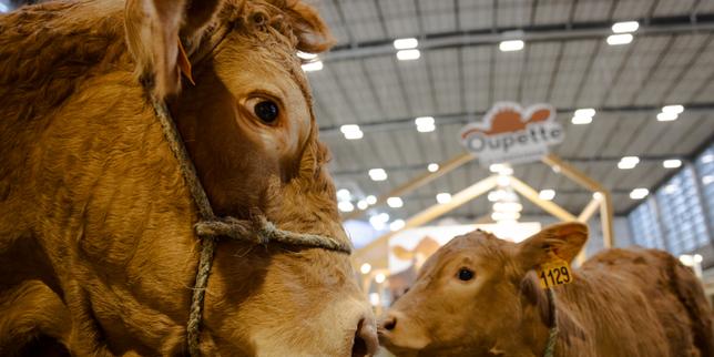 La Ceneca e il Salone internazionale dell'agricoltura: proprietà, presidenza e date dell'evento