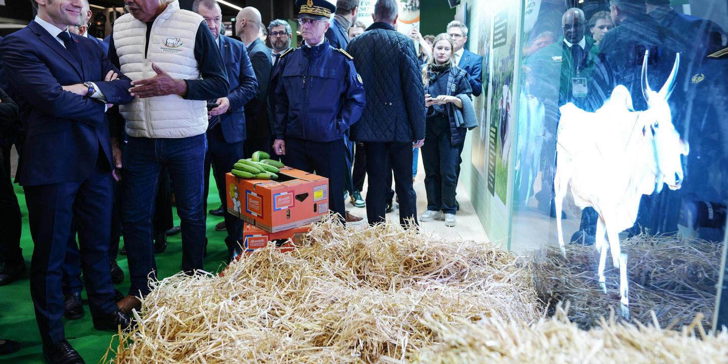 Salon de l'Agriculture 2026 : une fréquentation en baisse de 25% sans les bovins