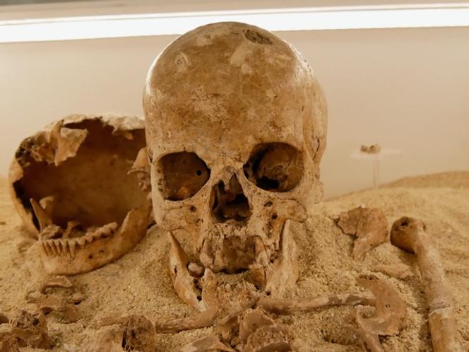 Vue du crâne de l’adolescente Romito 2&nbsp;: voûte bombée dominant une racine nasale peu saillante.