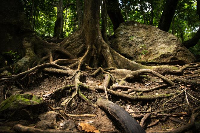 A Pointe-Noire, en Guadeloupe, le 1ᵉʳ février 2023.