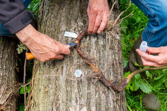 Des chercheurs de l’Inrae récoltent un échantillon sur une racine d’un châtaignier pour réaliser un test permettant de déceler la maladie de l’encre (agent pathogène «&nbsp;Phytophthora&nbsp;»), dans la forêt de Montmorency (Val-d’Oise), le 6&nbsp;juillet&nbsp;2021.