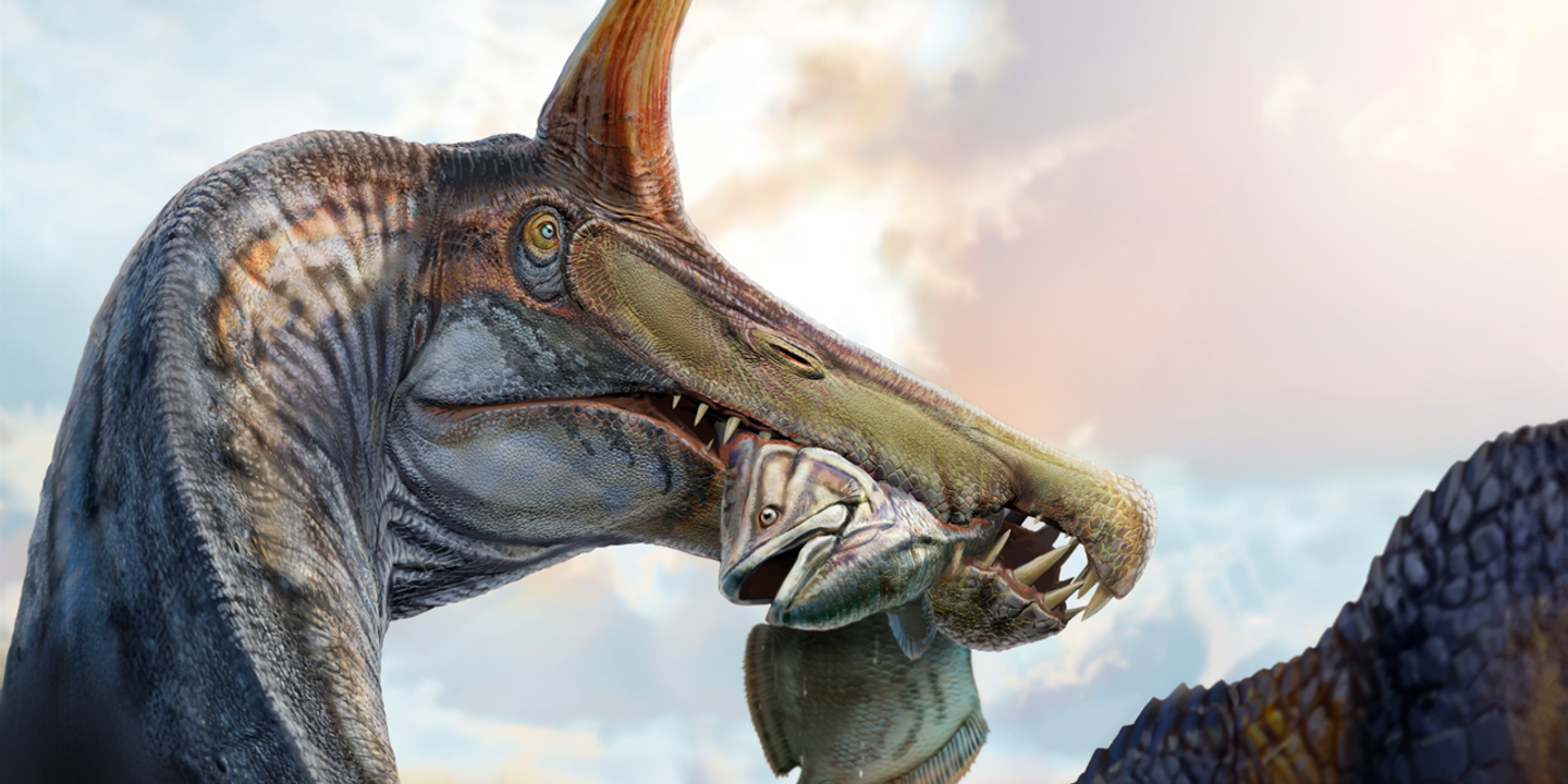 Découverte d'une nouvelle espèce de dinosaure piscivore, le Spinosaurus mirabilis