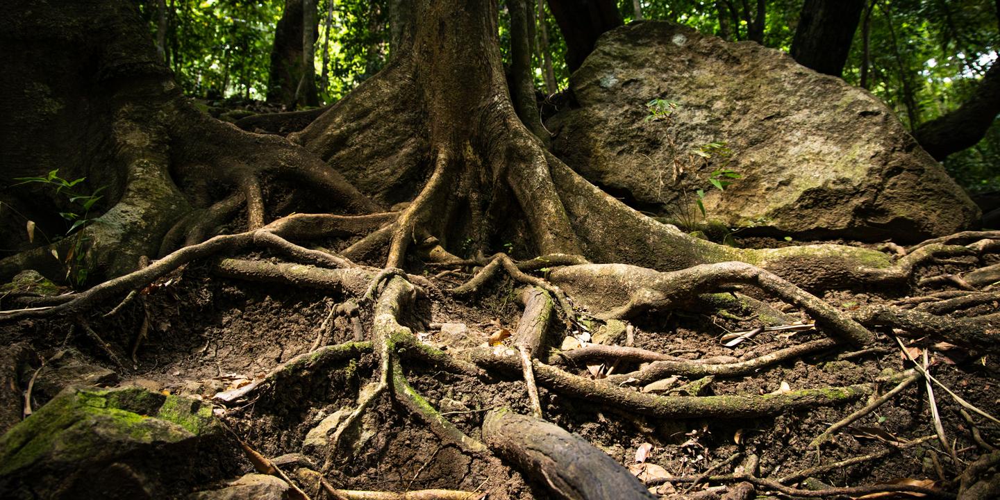 Les racines des arbres : une architecture souterraine sensible et adaptative