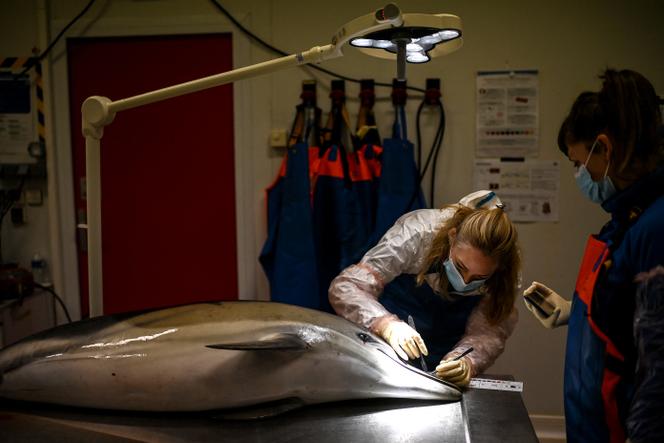 Autopsie d’un dauphin retrouvé mort sur une plage de Saint-Pierre-d’Oléron (Charente-Maritime), à l’observatoire Pelagis de l’université de La&nbsp;Rochelle, le 22&nbsp;janvier&nbsp;2025.
