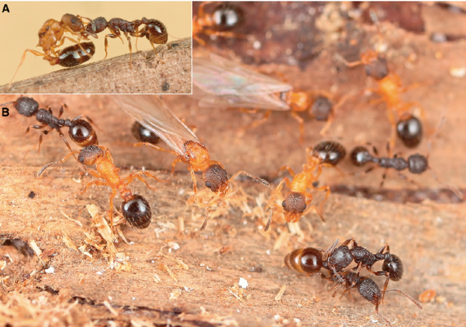 Temnothorax kinomurai. A&nbsp;: Jeune reine  tentant de piquer une ouvrière de T. makora. B&nbsp;: Nid de T. kinomurai contenant de jeunes reines.