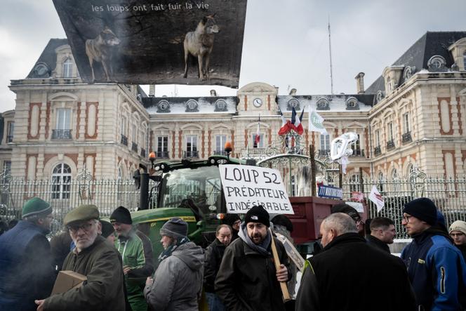 Rassemblement d’agriculteurs contre la présence des loups et leur prédation sur les troupeaux de moutons, à Chaumont (Haute-Marne), le 3&nbsp;janvier&nbsp;2026. 