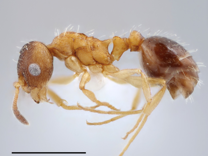 Reine intermorphe T. kinomurai.