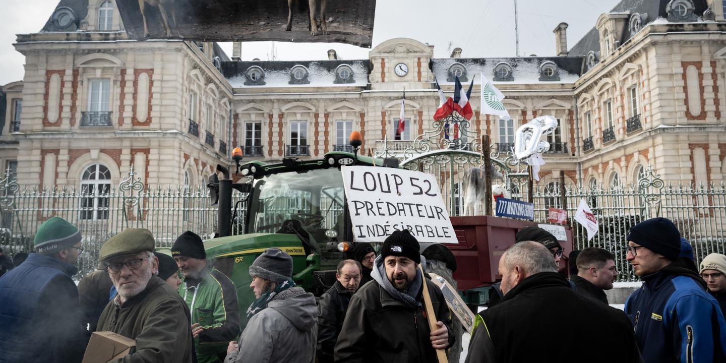 Le loup retiré de la liste des espèces protégées, le plafond d'abattage relevé à 21%