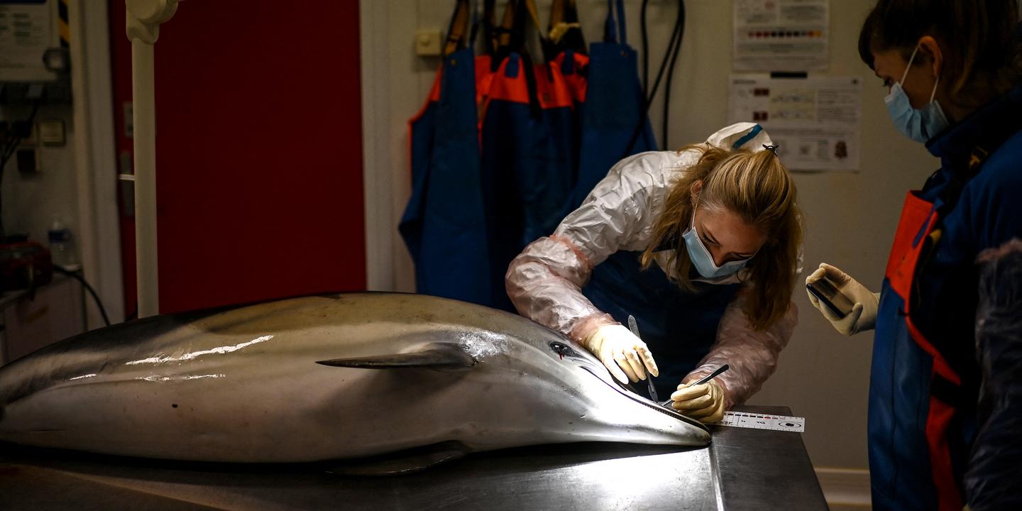 Longévité des dauphins en chute libre dans le golfe de Gascogne, les activités humaines pointées du doigt