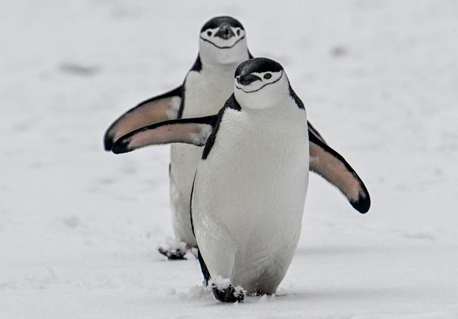 Des manchots à jugulaire (Pygoscelis antarcticus) photographiés sur l’île de la Déception, dans l’ouest de la péninsule antarctique, le 24&nbsp;janvier&nbsp;2024. 