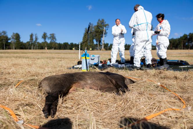 La carcasse d’un sanglier non infecté a été disposée dans le cadre d’un exercice de réaction et d’endiguement de la peste porcine africaine sur le site de l’entreprise de prévention des maladies de la faune sauvage AN Vorsorge, à Eschede (Allemagne), le 14 septembre 2024. 