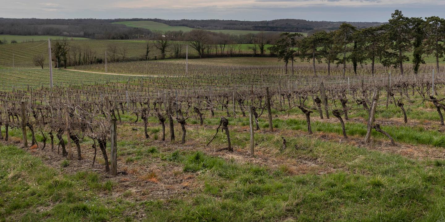 The French wine producers saying ’oui’ to alcohol-free options