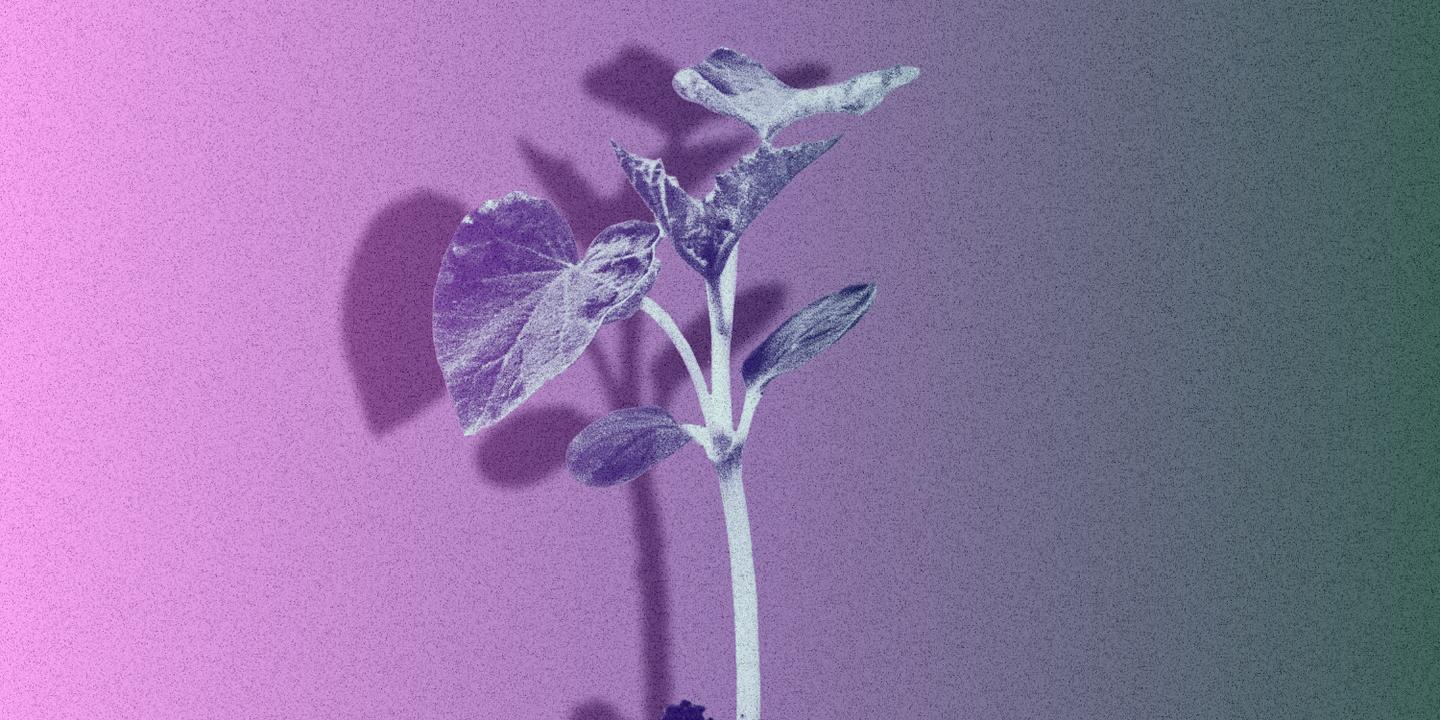 La brevetabilité des plantes menace la diversité génétique et l'innovation agricole