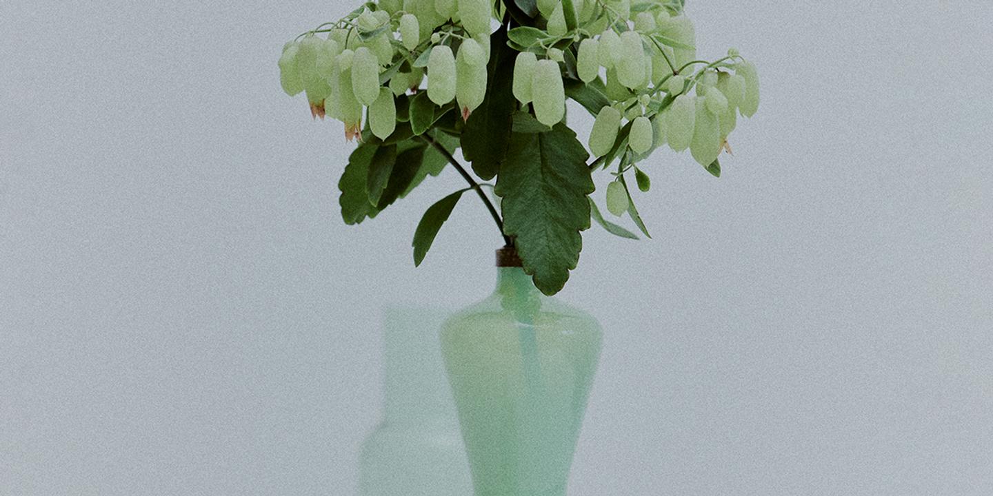 Le Kalanchoé Magic Bell : une succulente spectaculaire aux clochettes silencieuses