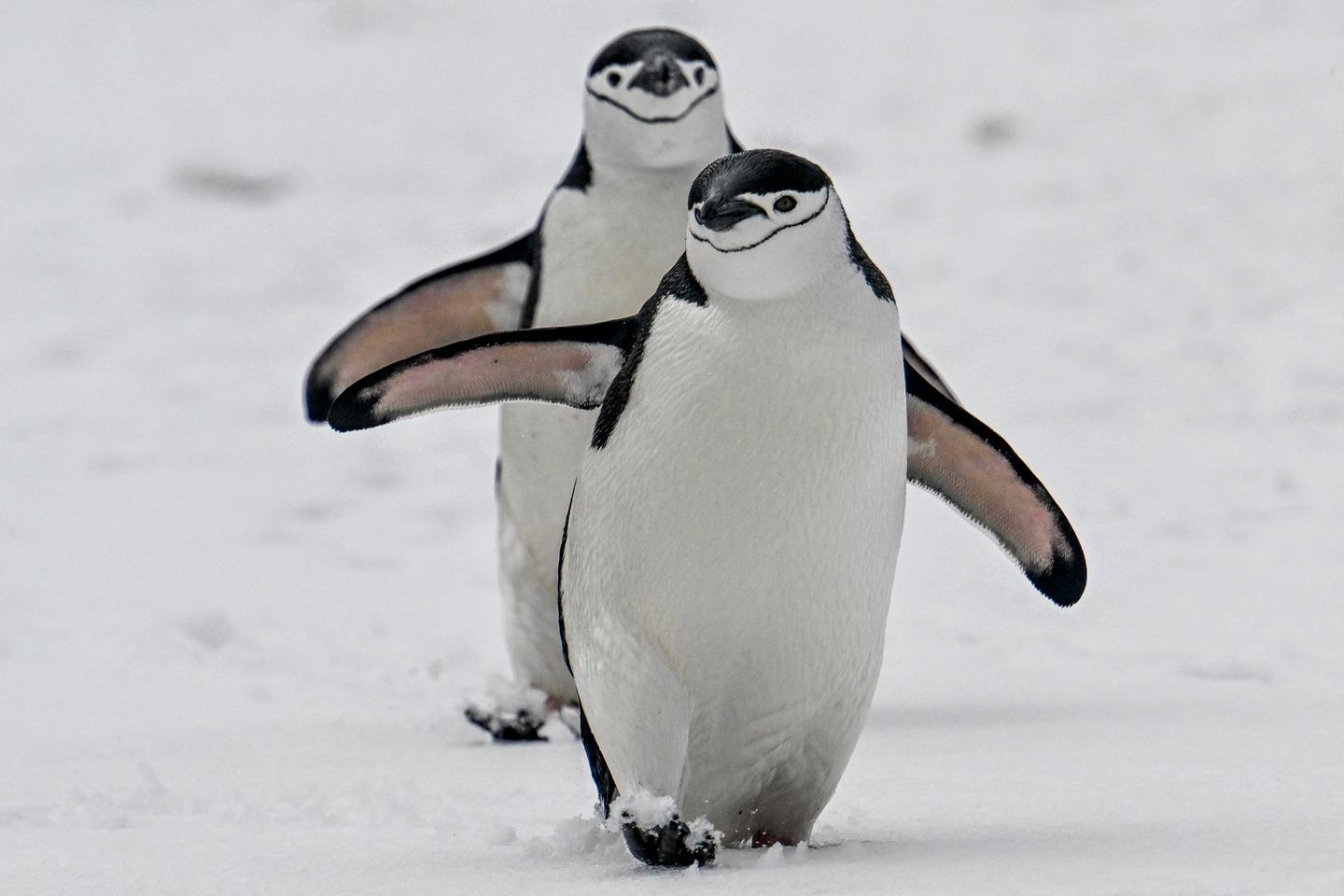 La fonte de la banquise menace la survie des manchots empereurs, selon une étude La fonte de la banquise menace la survie des manchots empereurs, selon une étude