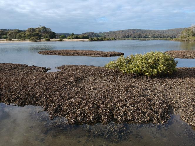 Récif d’huîtres, sur le fleuve Bermagui, en Australie, le 23&nbsp;novembre 2021. 