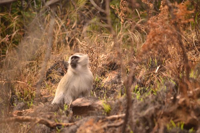 Un singe cercopithèque vervet, dans une zone brûlée dans la réserve naturelle de Loskop, province du Mpumalanga, en Afrique du Sud, le 9&nbsp;avril&nbsp;2012.