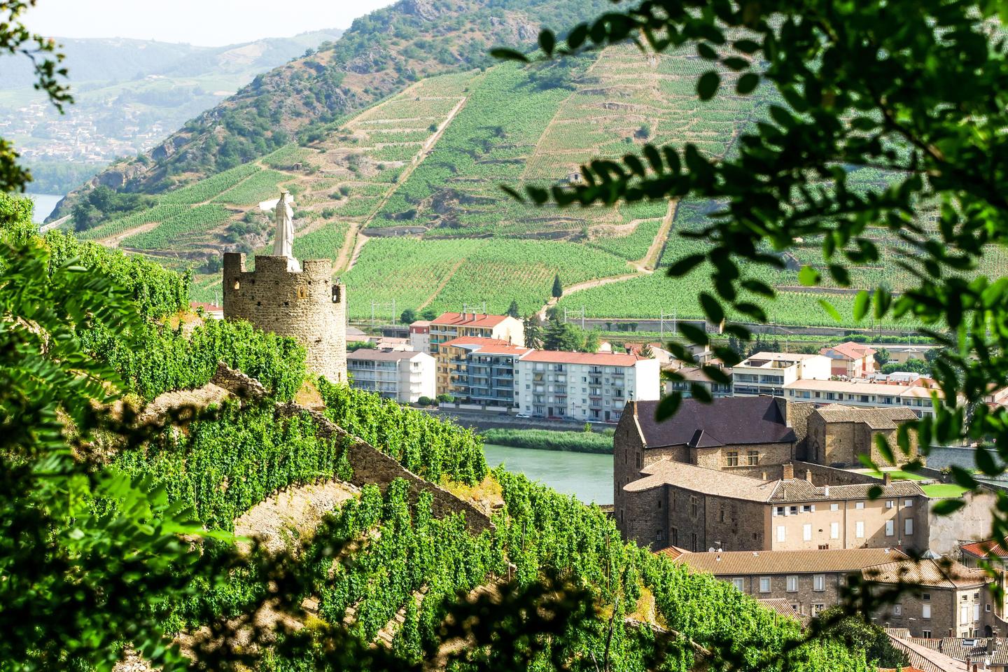 Les vins de prestige du nord de la vallée du Rhône