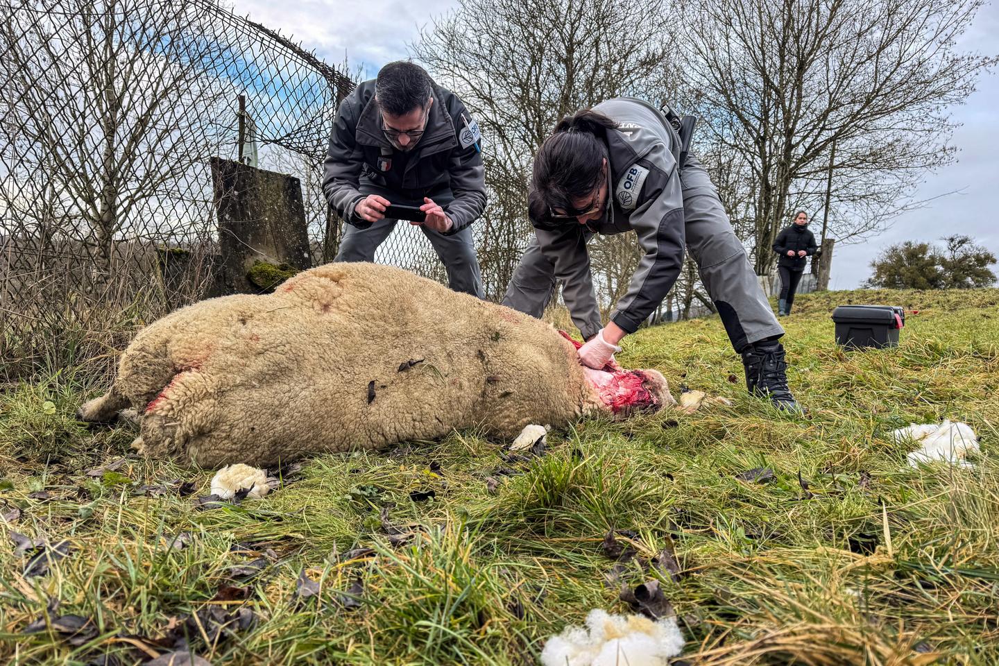 Le gouvernement facilite l’abattage des loups, faisant craindre un abandon de la protection de l’espèce