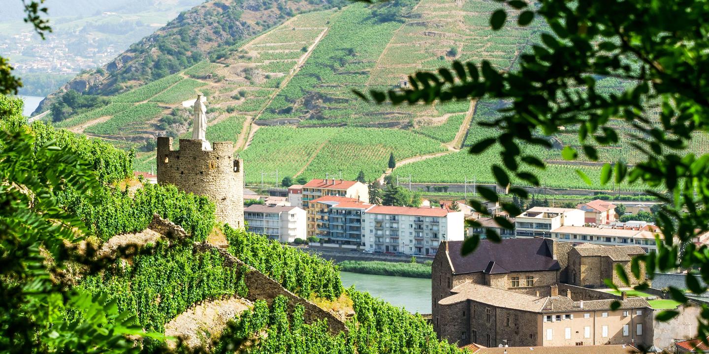 Les vins du Rhône Nord : un patrimoine viticole en quête de reconnaissance mondiale