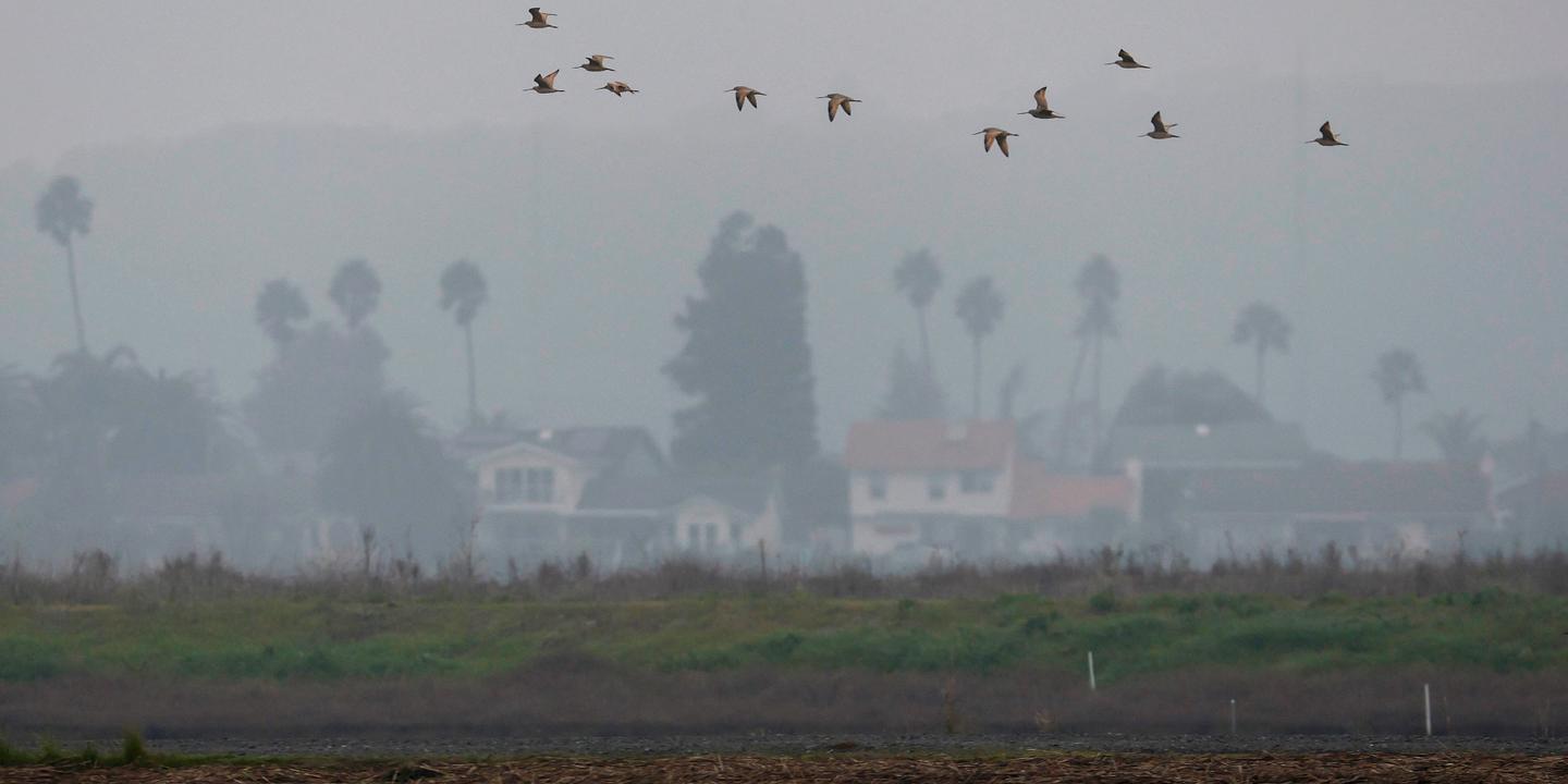 Le déclin accéléré des oiseaux d'Amérique du Nord, une étude alarmante