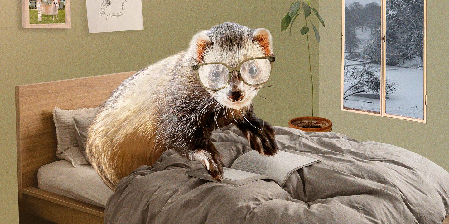 Le cododo avec les animaux : une pratique affective de plus en plus assumée