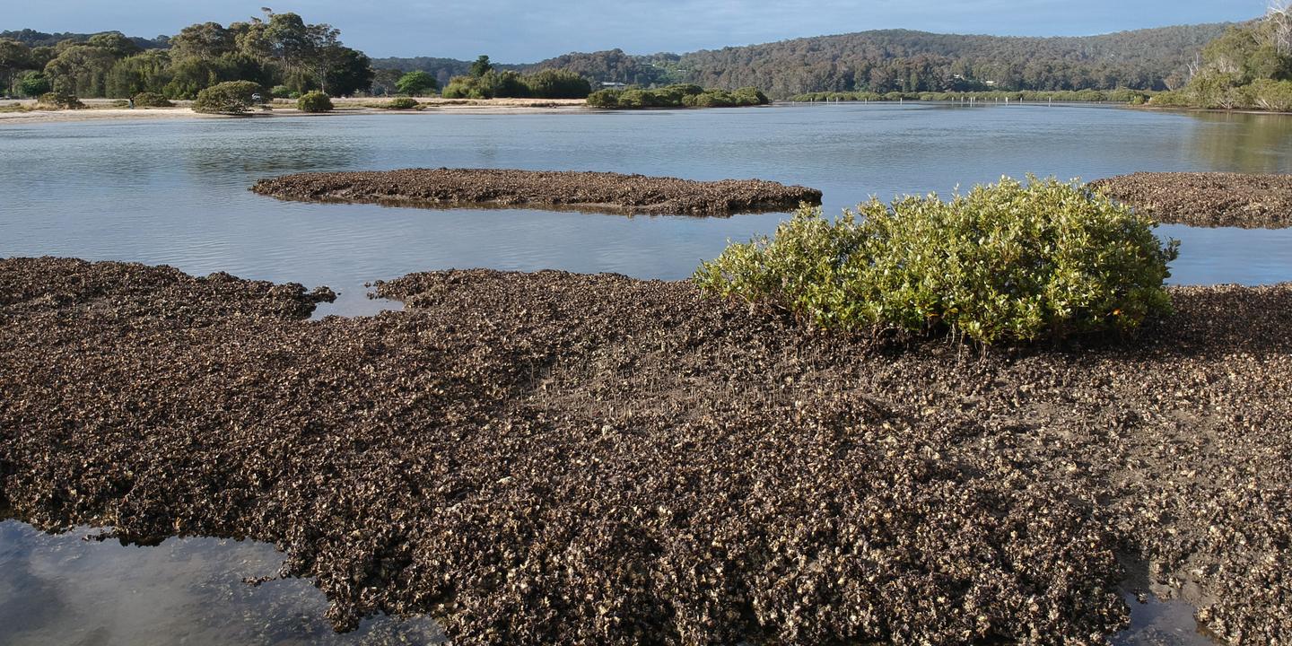 Des chercheurs sauvent les récifs d'huîtres australiennes grâce à une découverte majeure