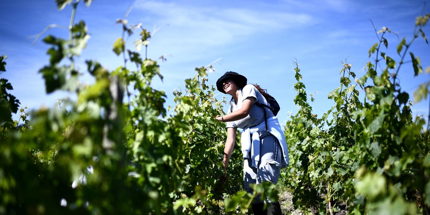 Le Médoc lance l'appellation « Médoc blanc », une révolution pour les vins bordelais