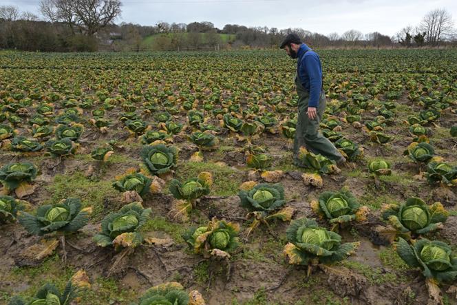 Un agriculteur, dans un champ de choux inondé à Saint-Méloir-des-Ondes (Ille-et-Vilaine), le 19&nbsp;février 2026.